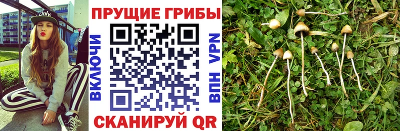 Псилоцибиновые грибы прущие грибы  сколько стоит  OMG ССЫЛКА  Нижний Тагил 